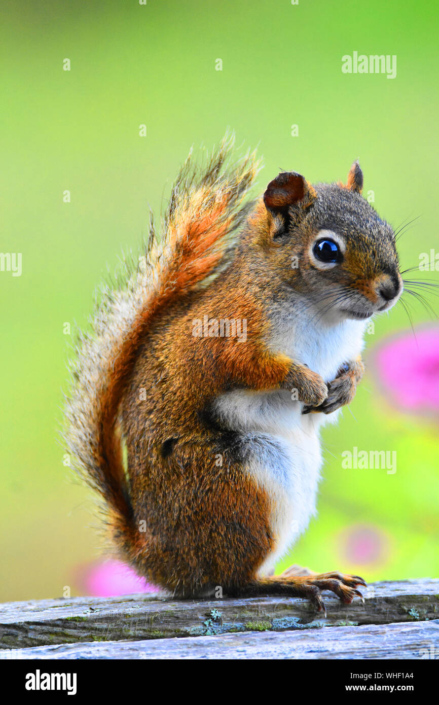 Little squirrel standing next to pink flowers. Stock Photo