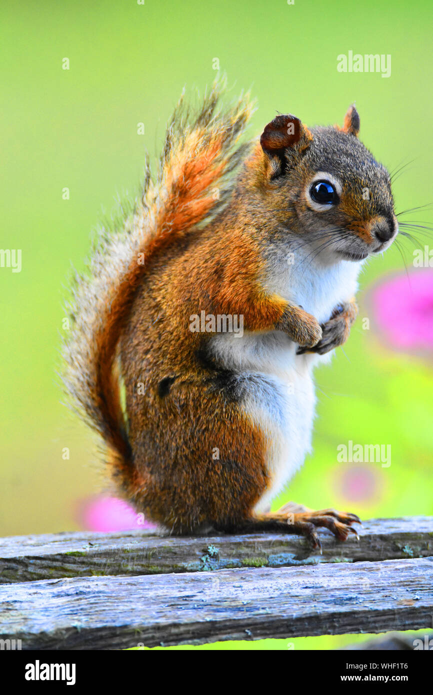 Little squirrel standing next to pink flowers. Stock Photo
