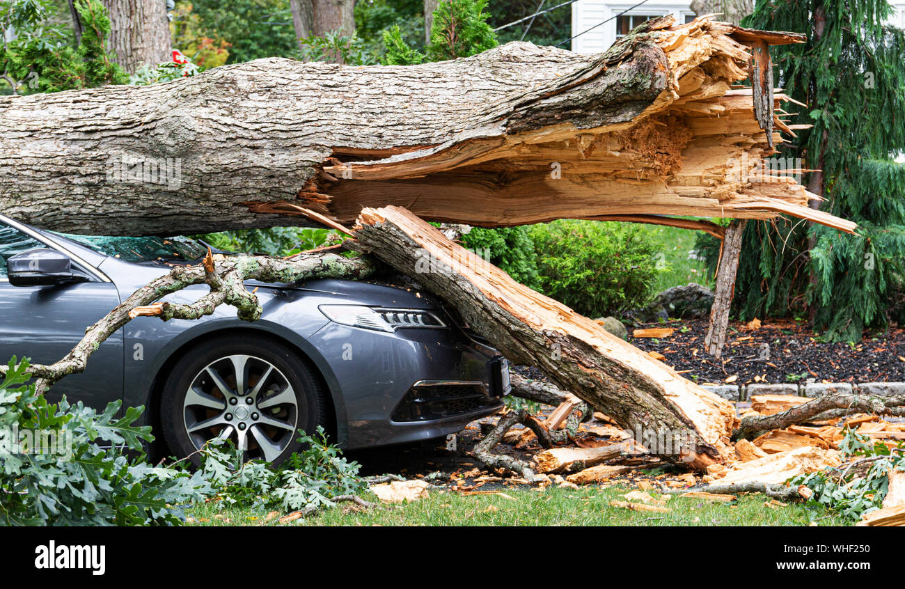 Tree Falls On Car Roof