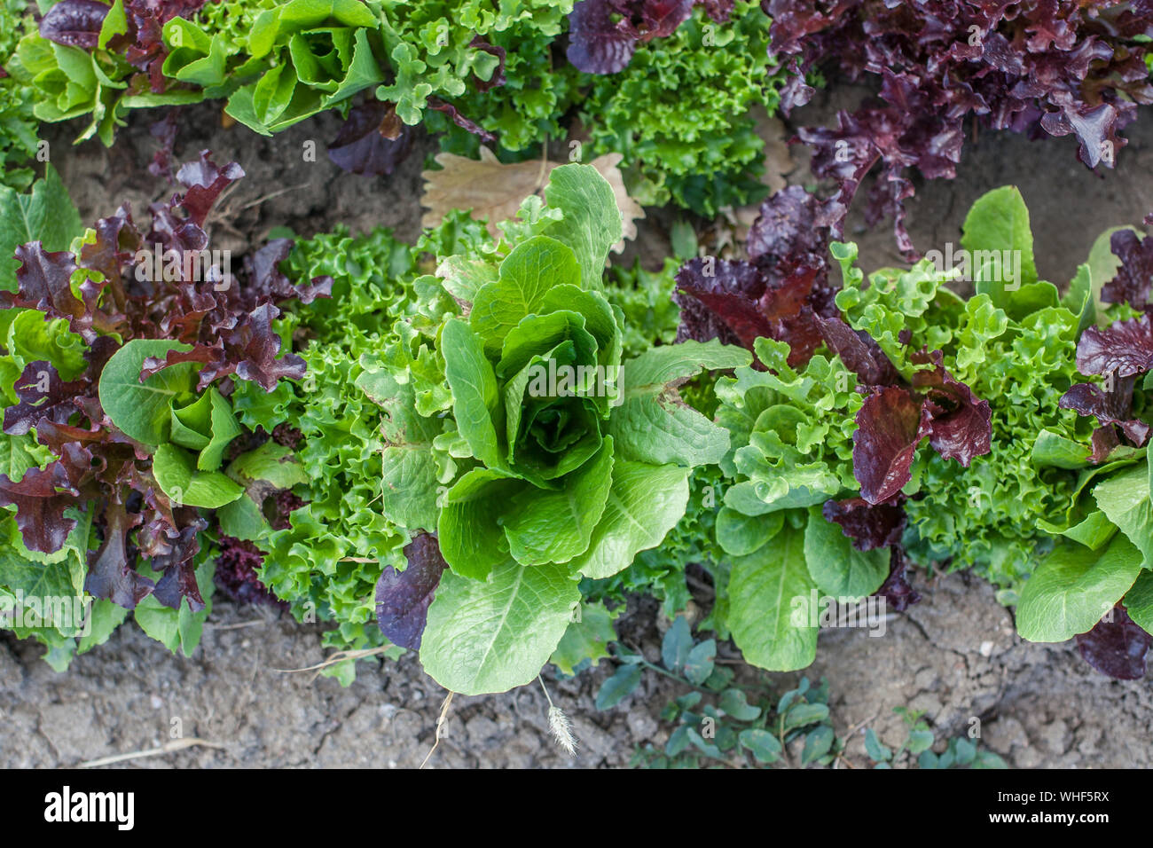 High Angle View Of Vegetables Growing Oudoors Stock Photo
