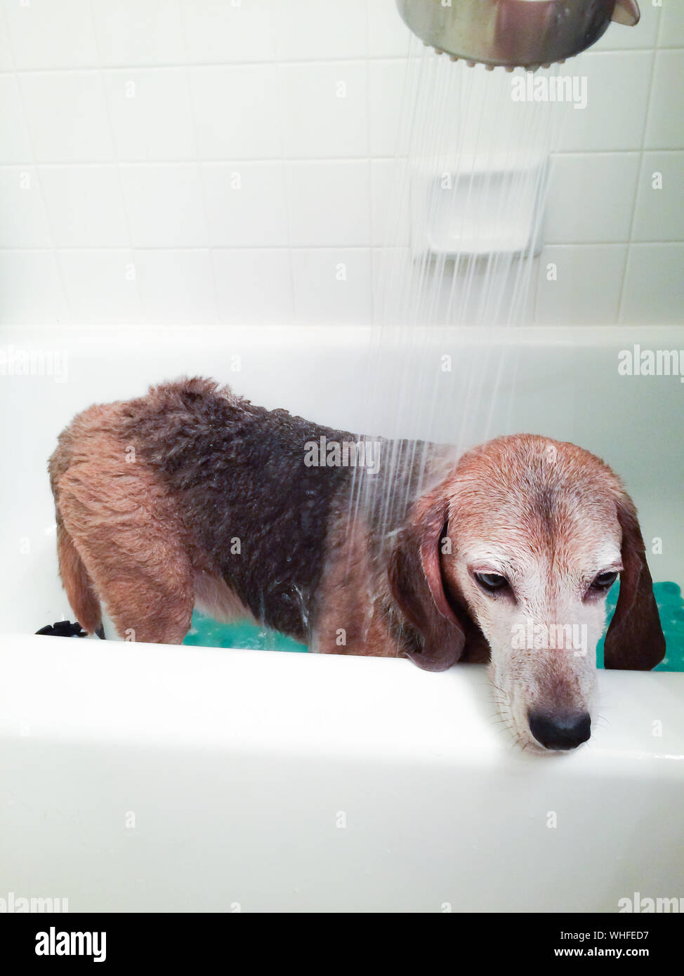 Bathroom dog hi-res stock photography and images - Alamy