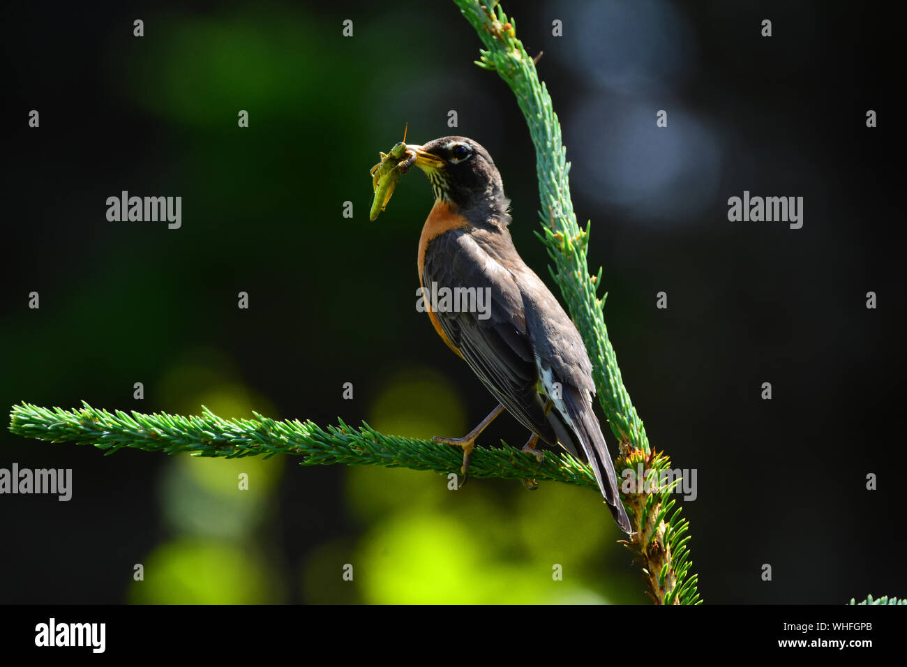 Canadian bird eating a grasshopper in a national park. Stock Photo