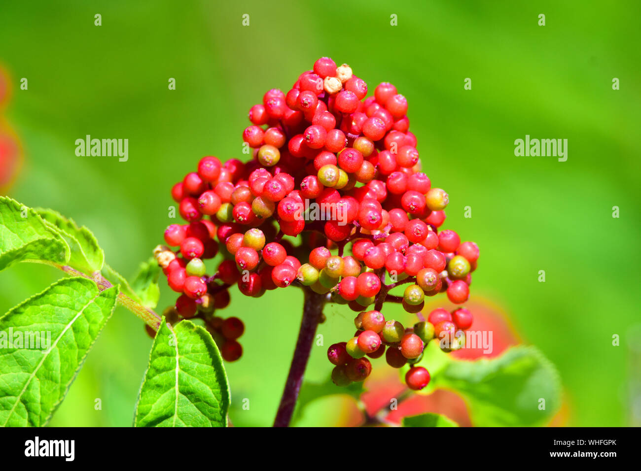 Red berries in national park in Canada. Stock Photo