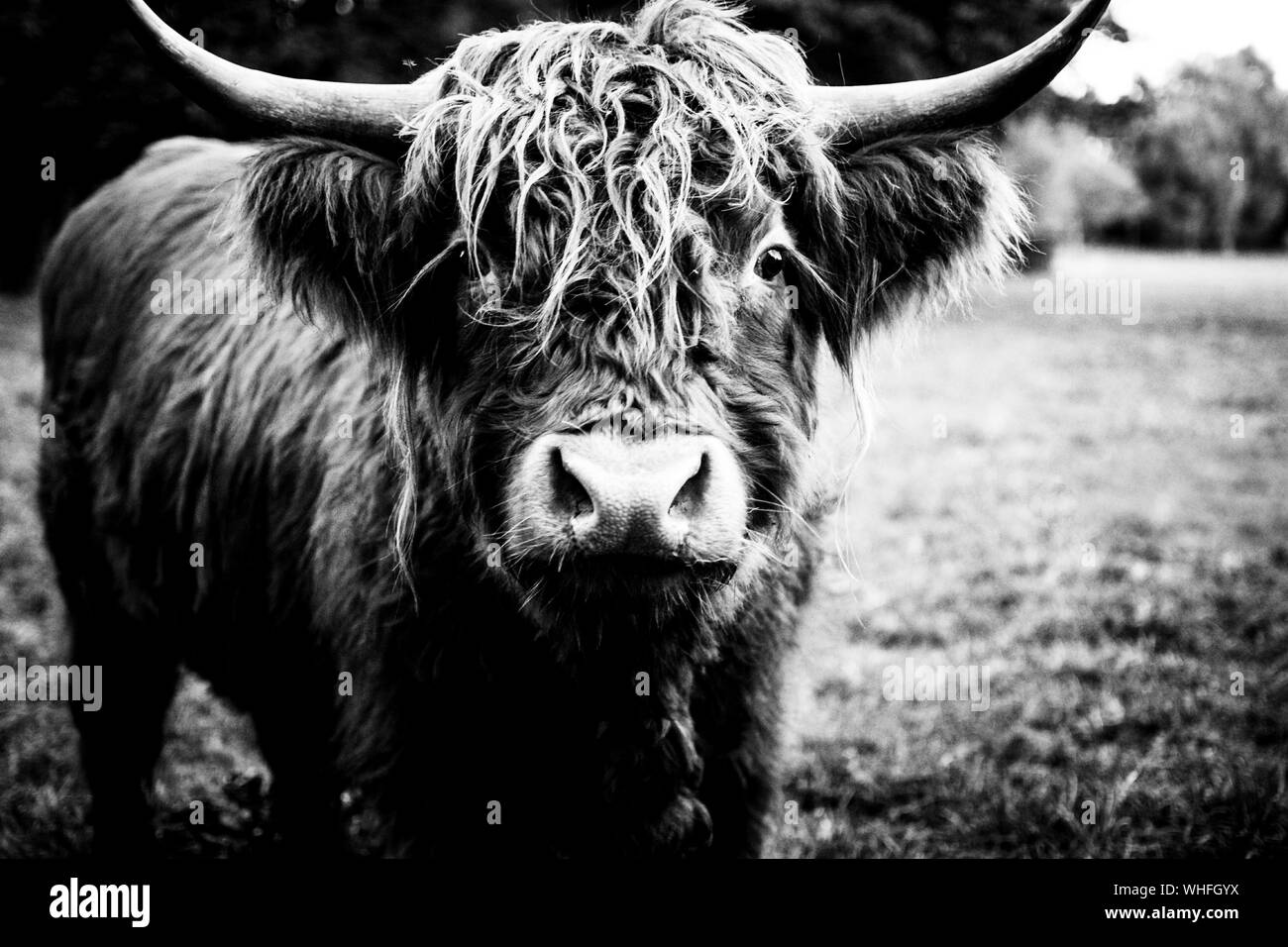 Highland Cow Black and White Stock Photos & Images Alamy — free download