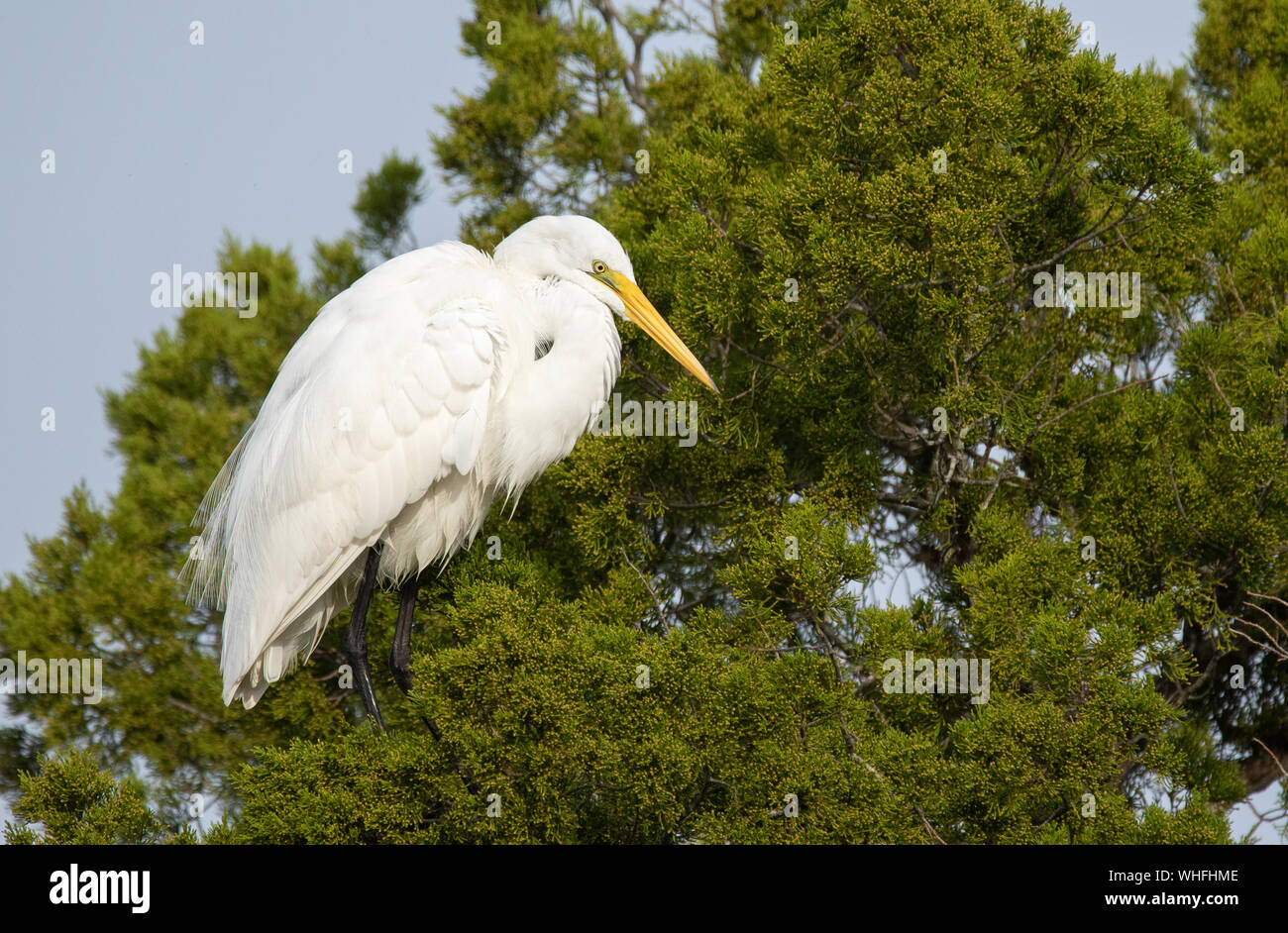 Great Egret Perched in a Tree Stock Photo