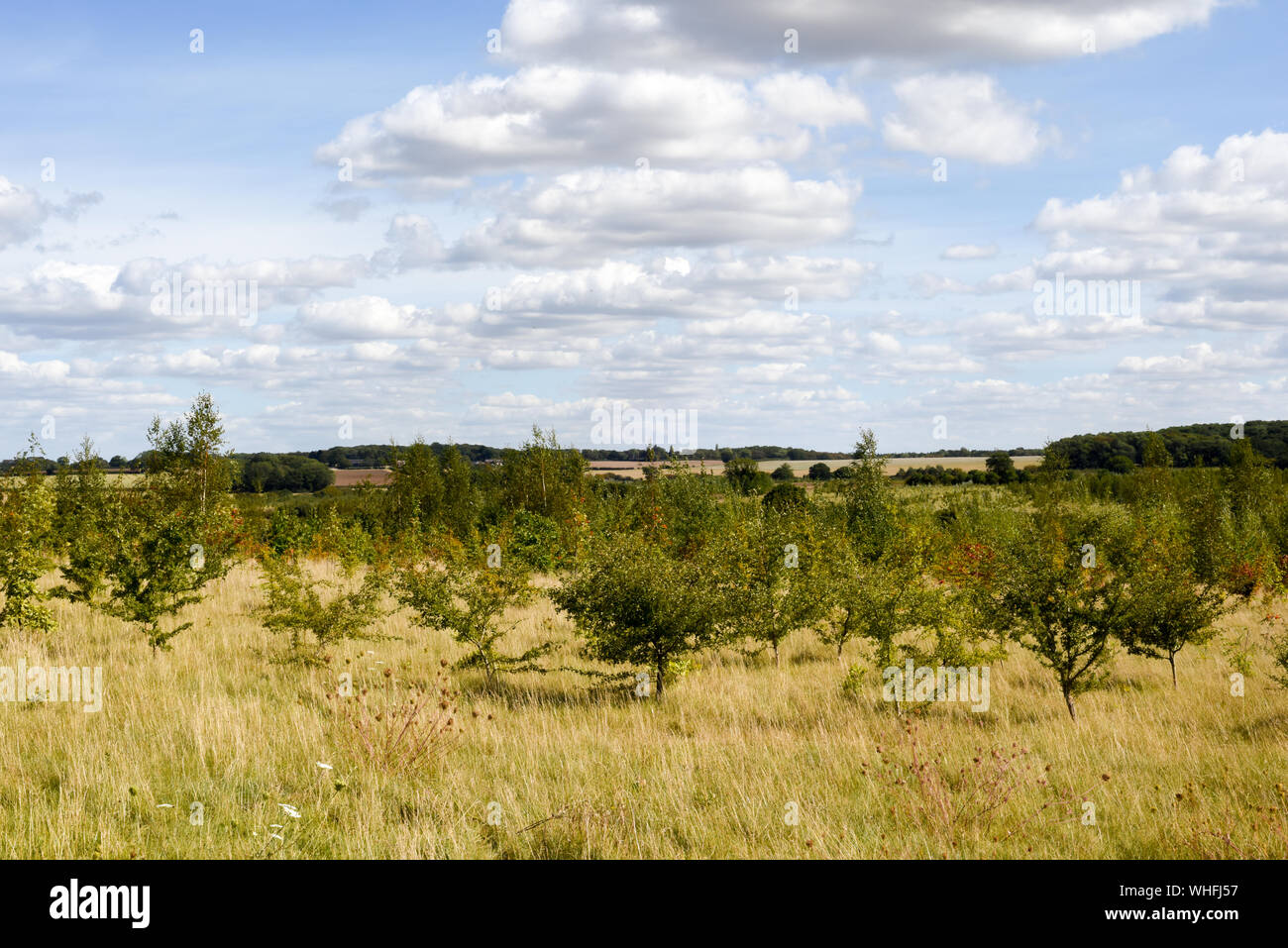 Conservation area where woodland is being regenerated by the planting ...