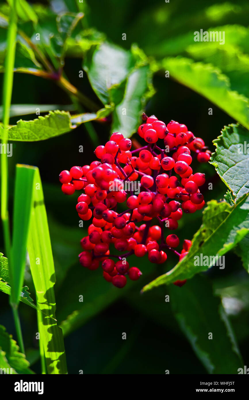 Red berries in national park in Canada. Stock Photo