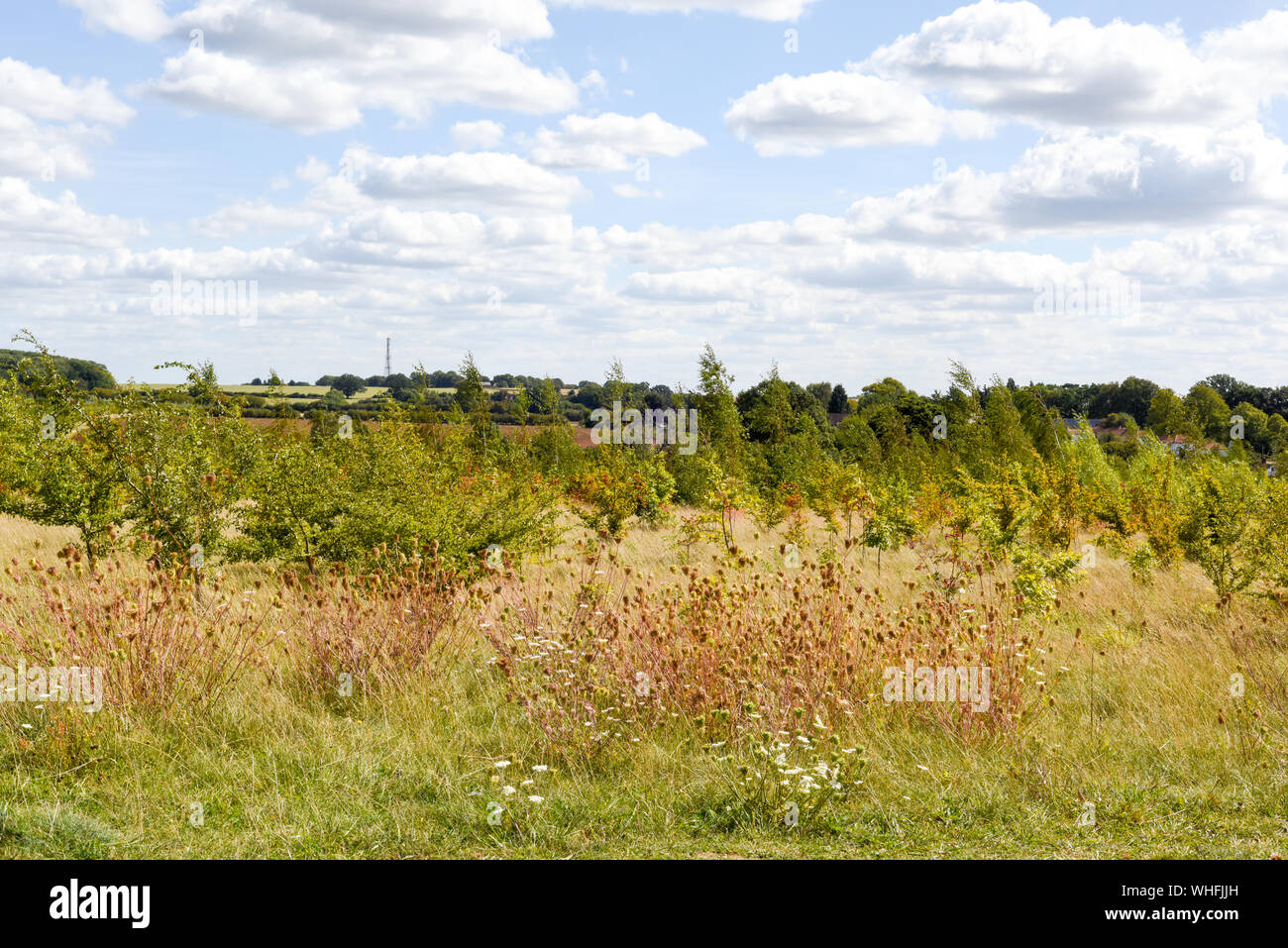 Conservation area where woodland is being regenerated by the planting ...