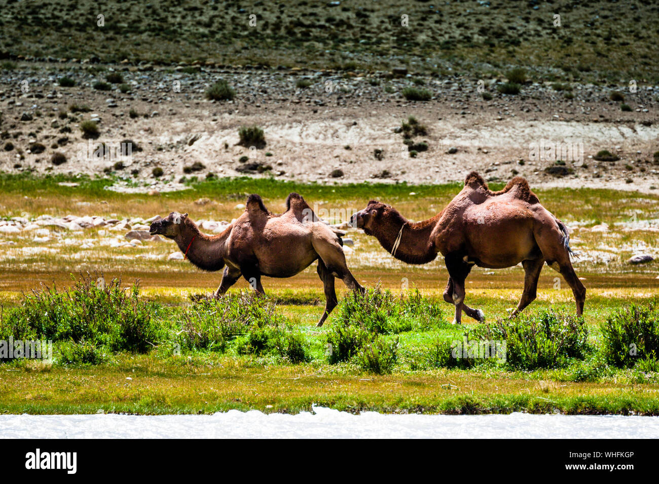 Camels near Silk Road in Murghob District, Tajikistan Stock Photo