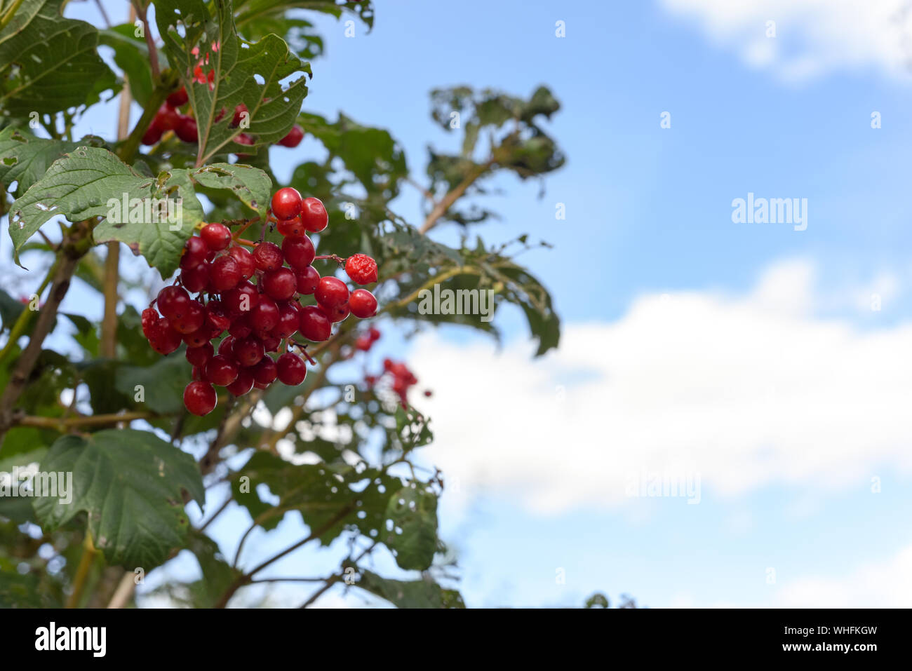 Wild red berry fruit growing outdoors in the countryside Stock Photo