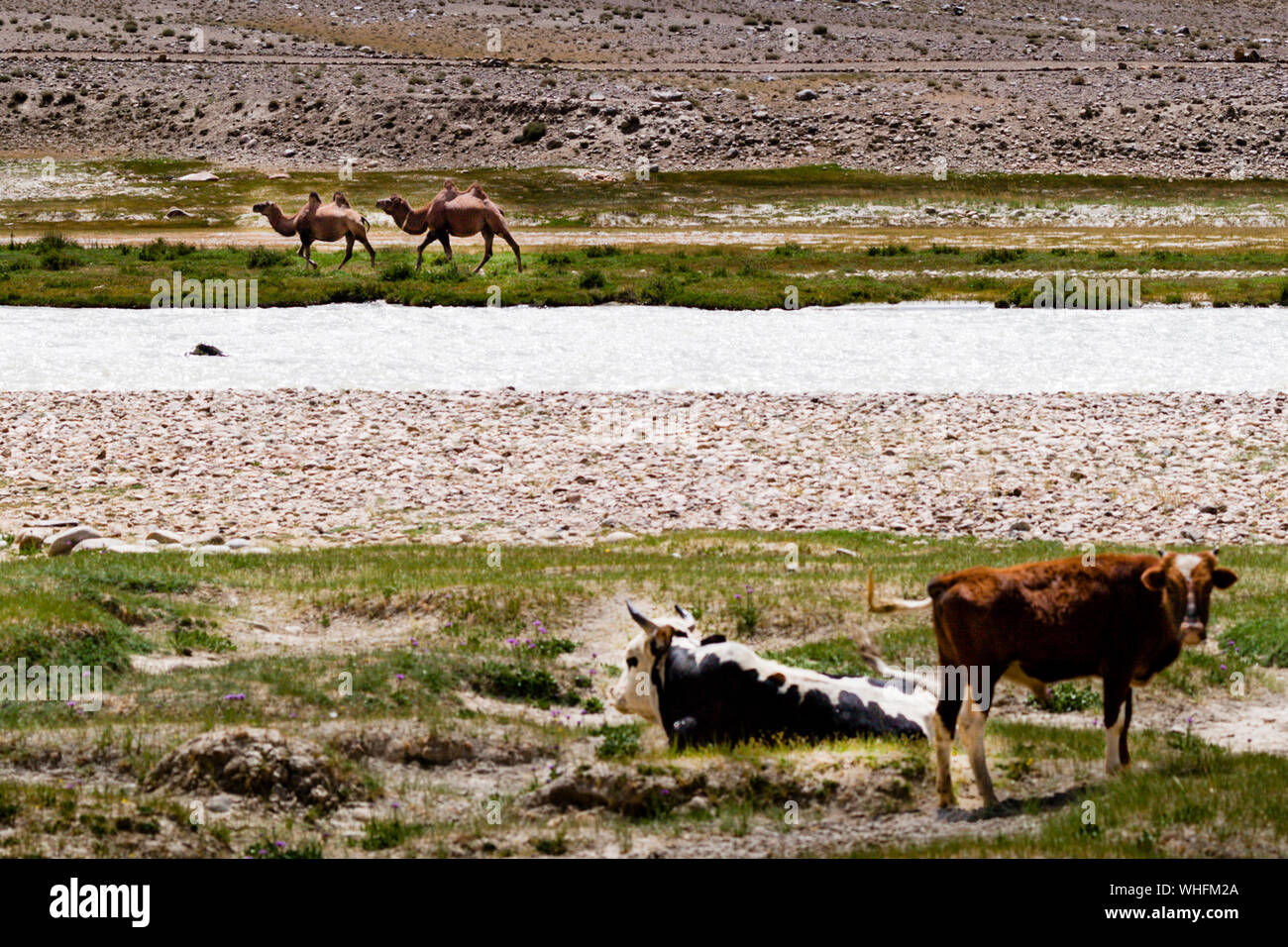 Cows and Camels near Silk Road in Murghob District, Tajikistan Stock Photo