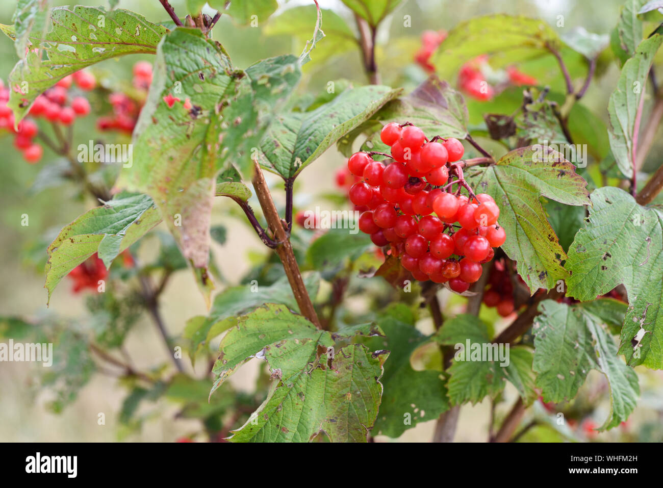Wild red berry fruit growing outdoors in the countryside Stock Photo
