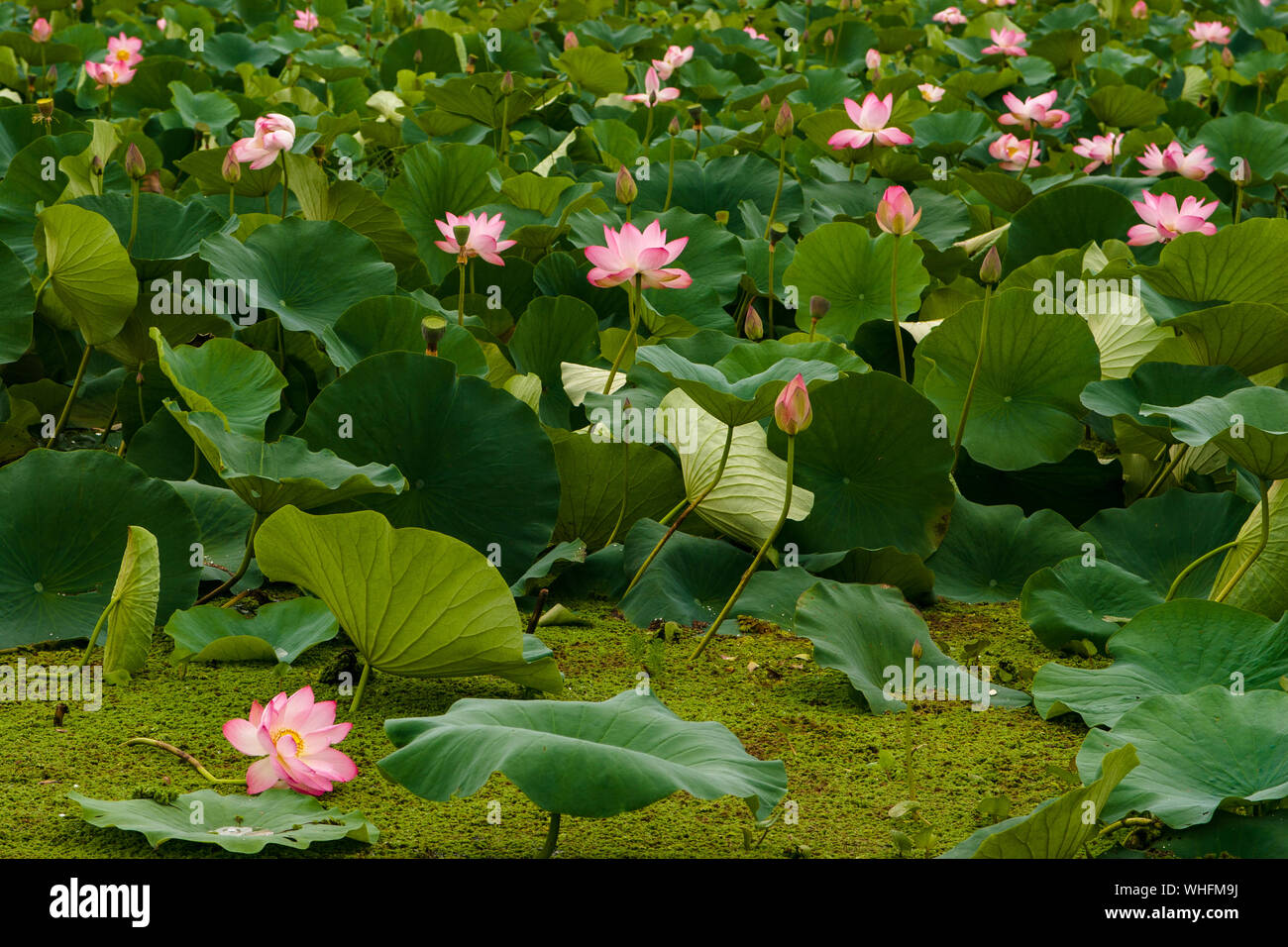 Aquatic plants india hi-res stock photography and images - Alamy