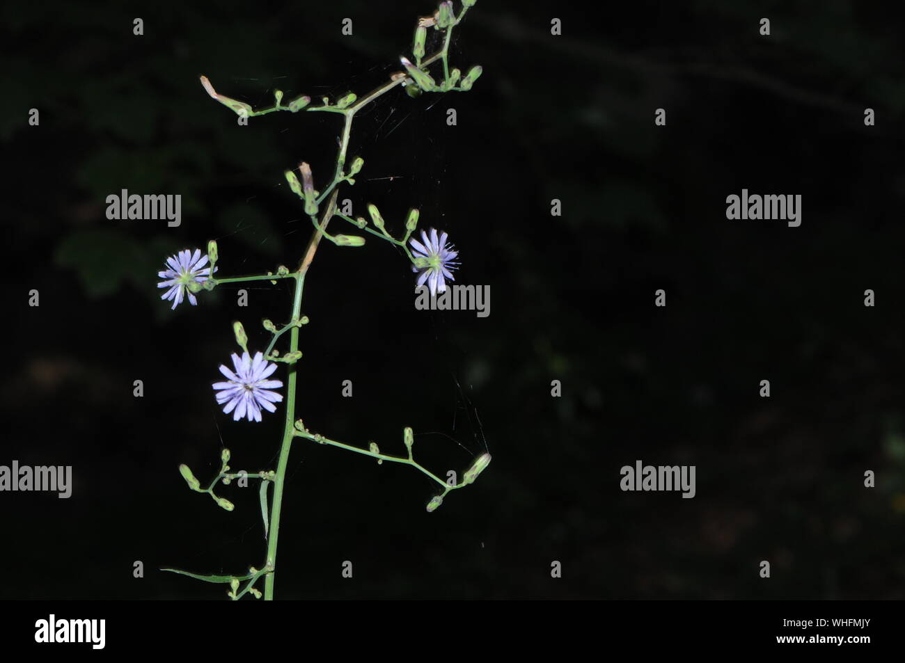Purple wildflowers in the woods Stock Photo - Alamy
