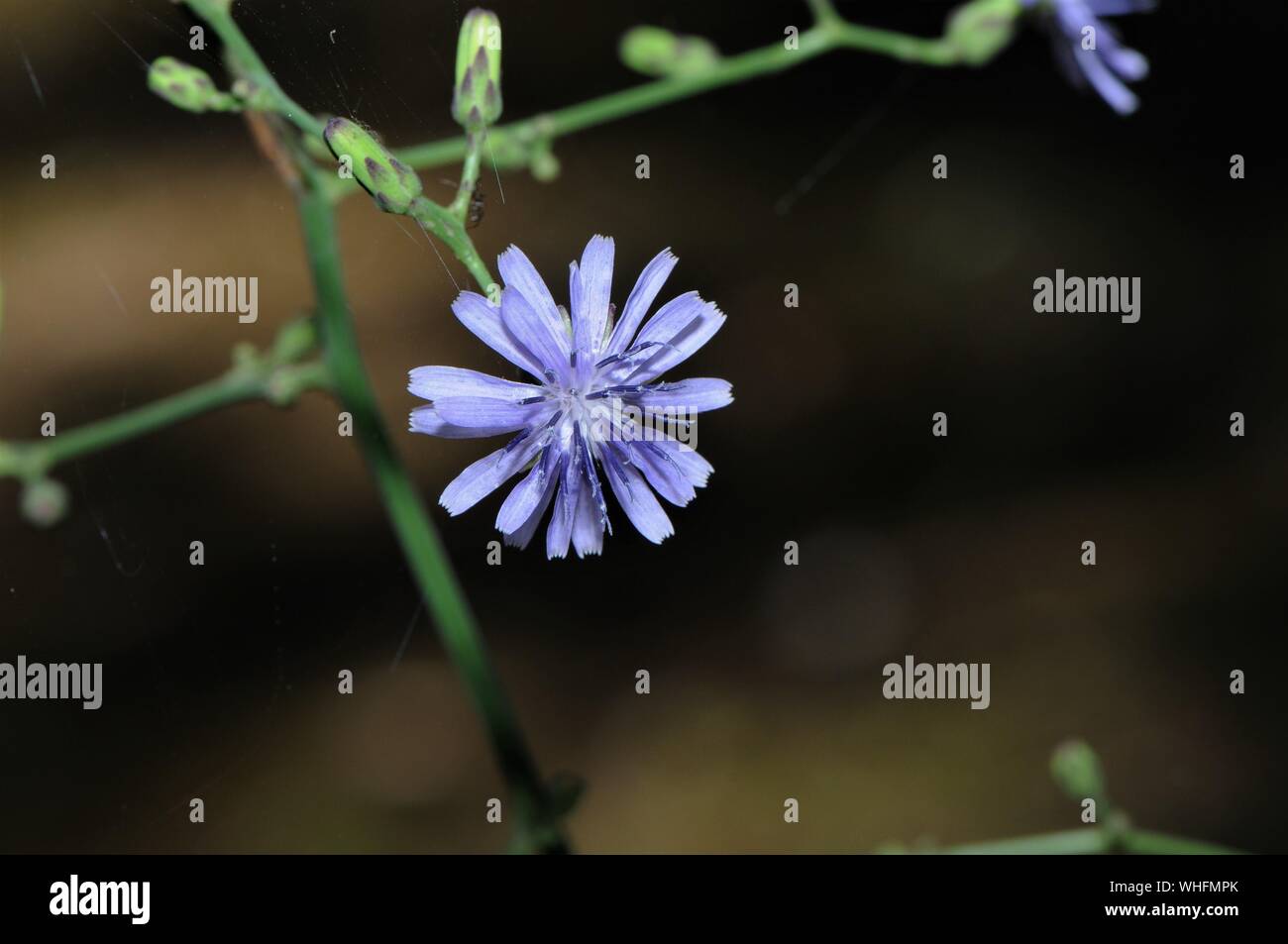 Purple wildflowers in the woods Stock Photo - Alamy