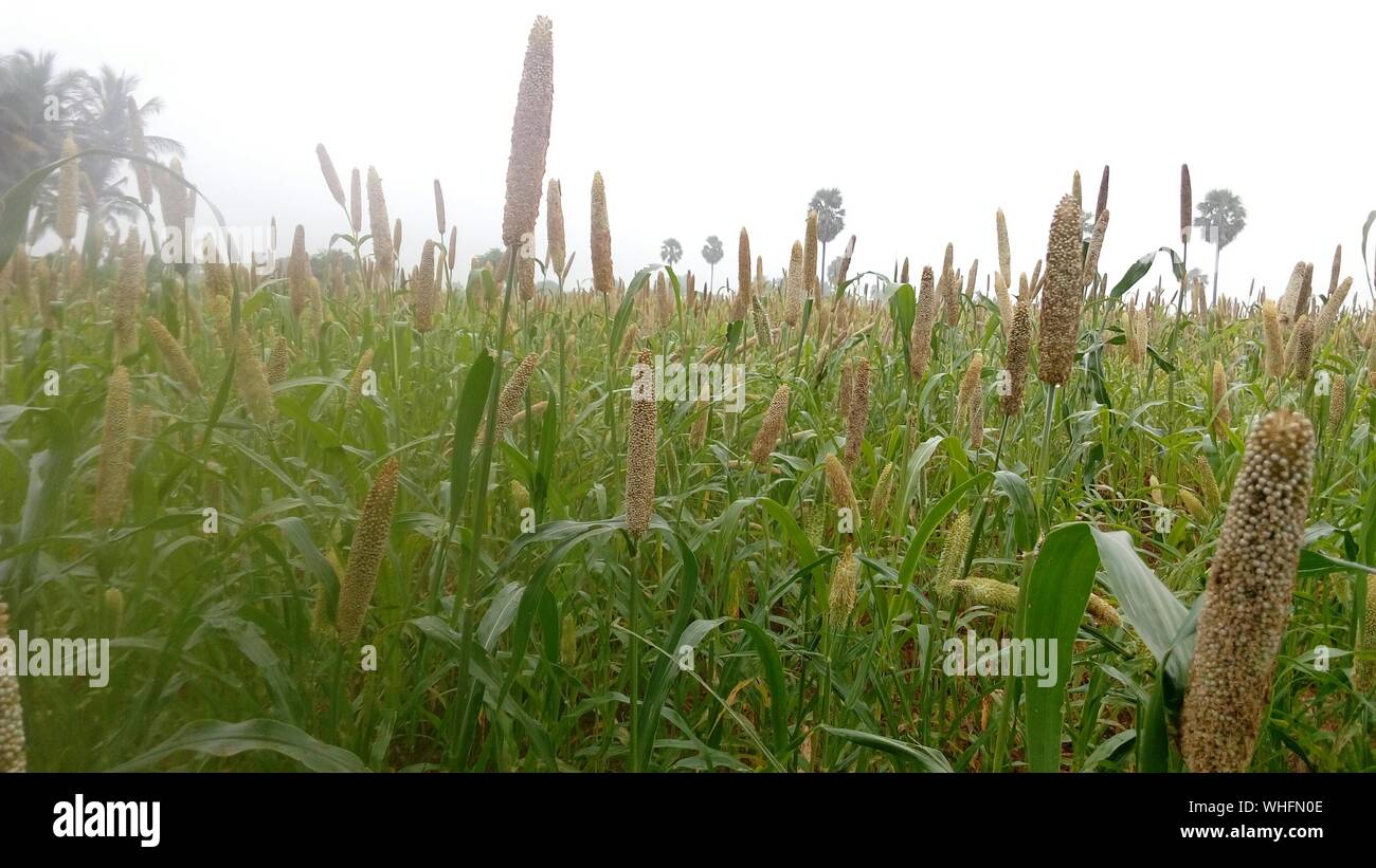 Pearl Millet High Resolution Stock Photography and Images Alamy