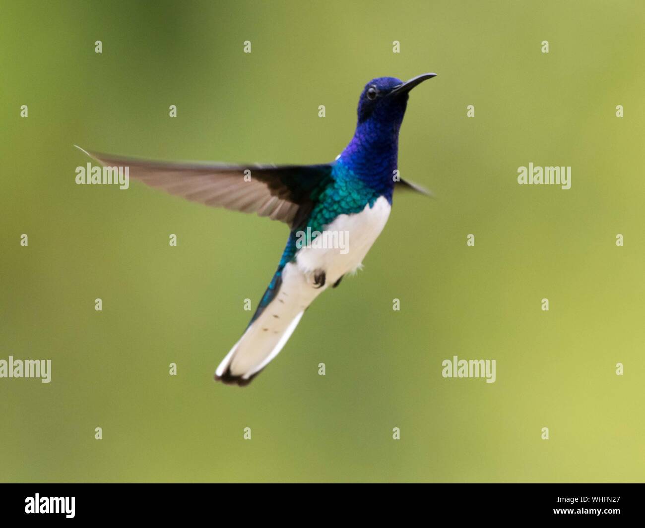 White-necked Jacobin (Florisuga mellivora) Stock Photo