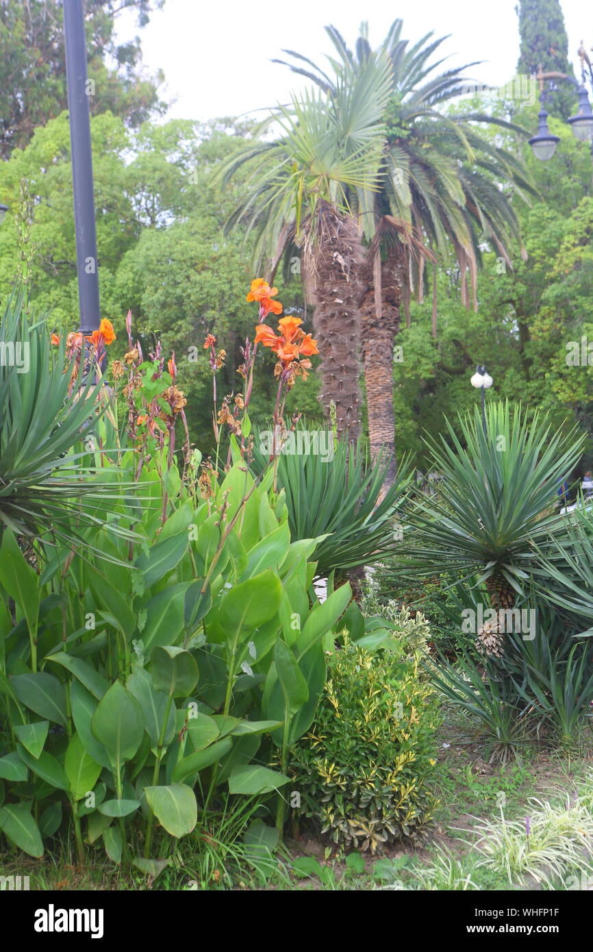 Summer landscape with palm trees Stock Photo - Alamy