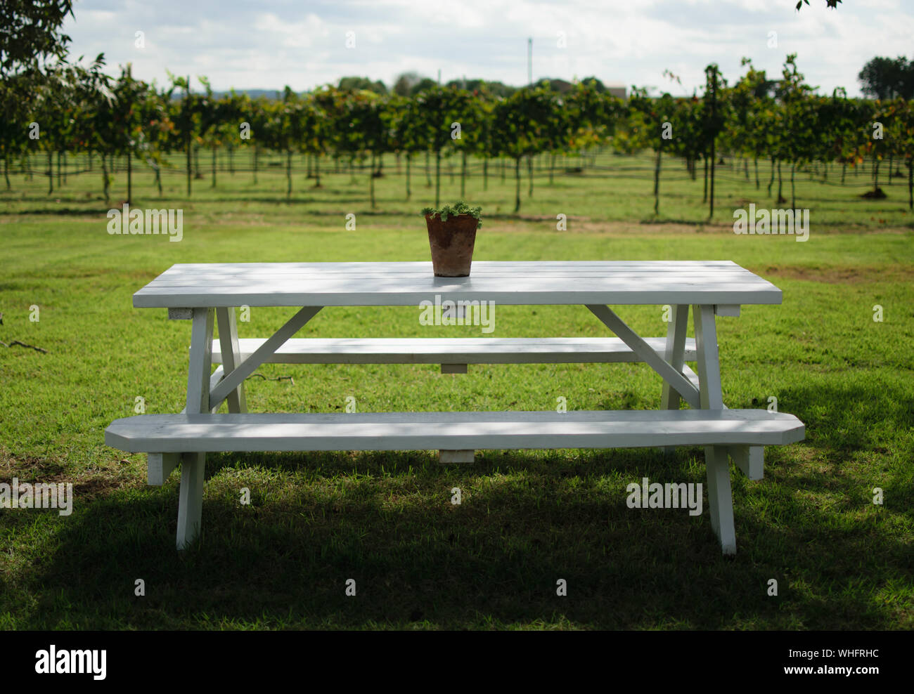 Scenic Vineyard in Texas Wine Country Fredericksburg Tx Stock Photo Alamy