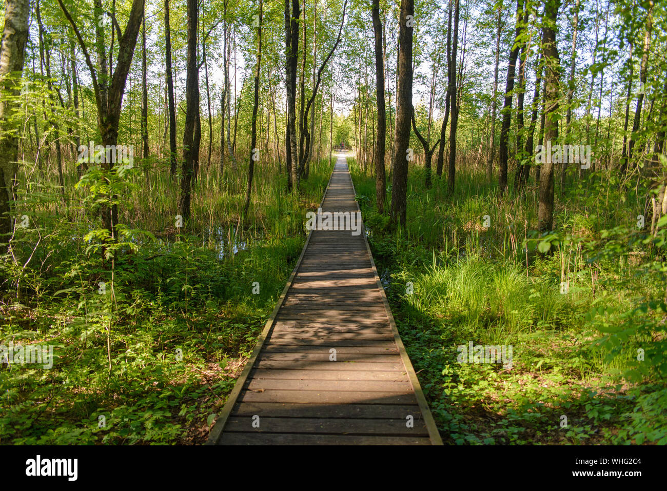 Wooden Path in the forest, footbridge among grasses and trees in the ...