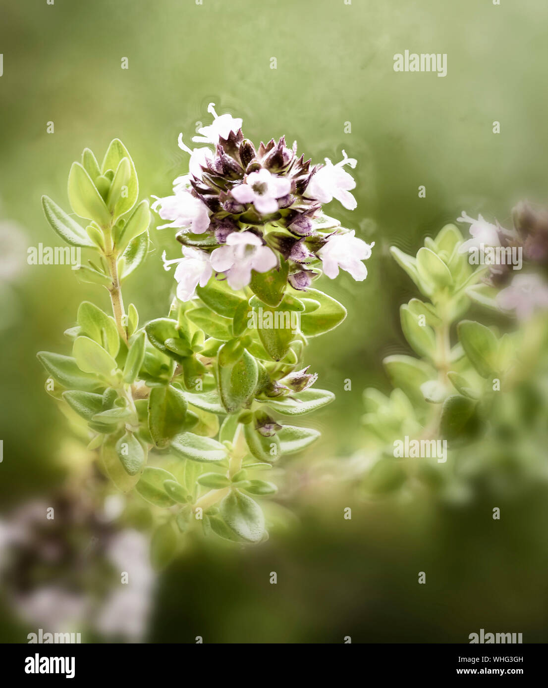 Extended focus close-up of thyme herb flower against an out of focus garden background Stock Photo