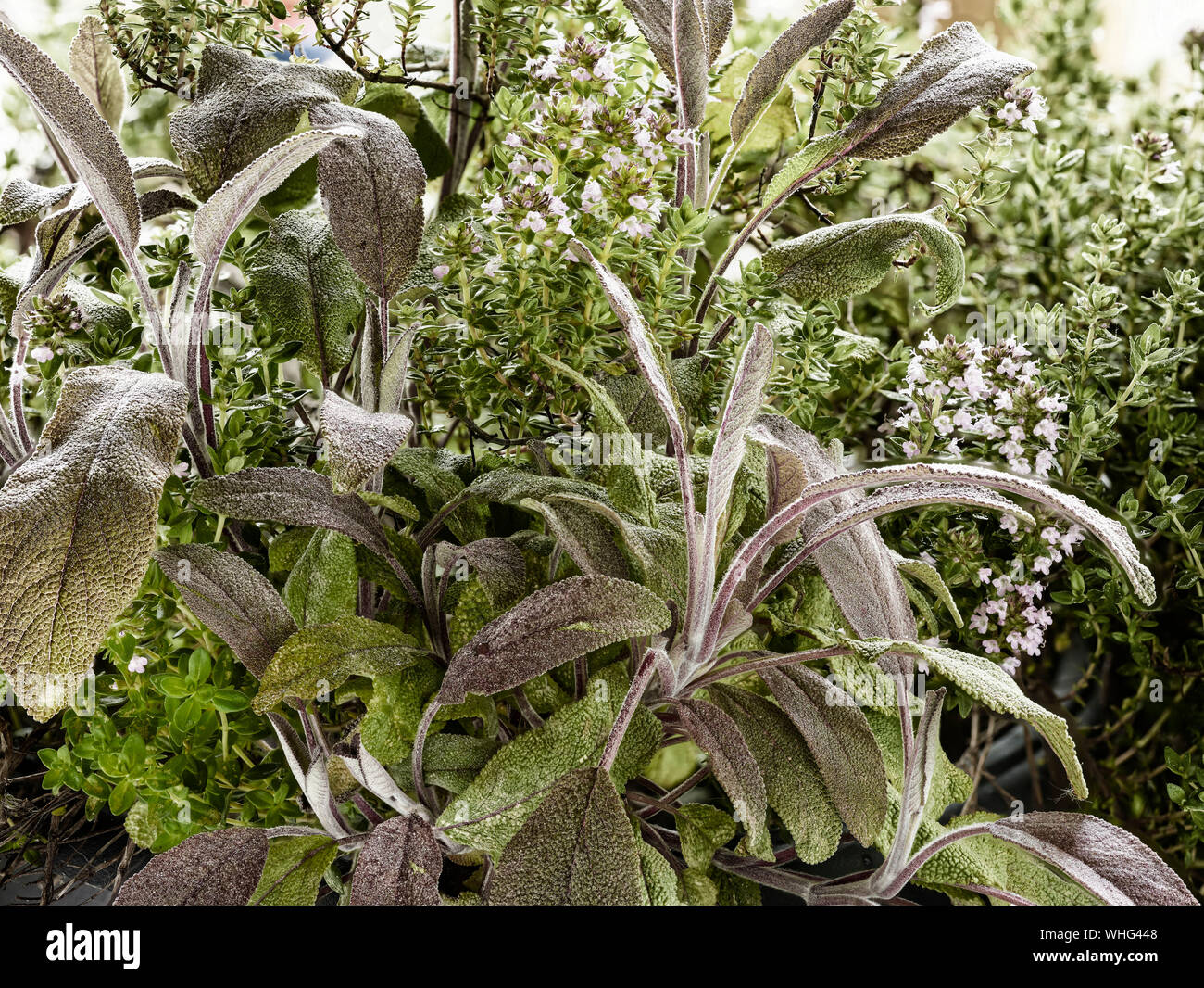 Stuffing with sage and thyme hires stock photography and images Alamy
