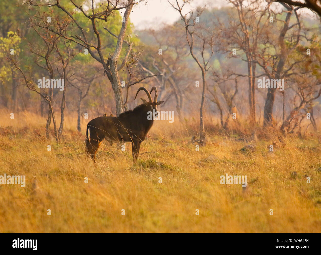 Male of Sable antelope (Hippotragus niger). Kafue National Park. Zambia Stock Photo