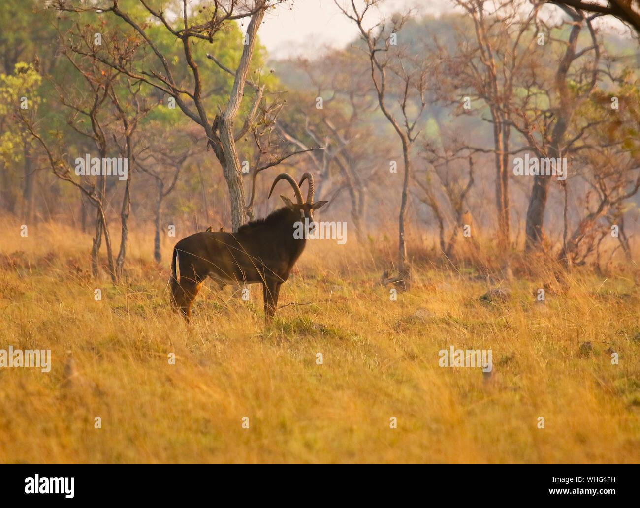 Savanna antelope hi-res stock photography and images - Alamy