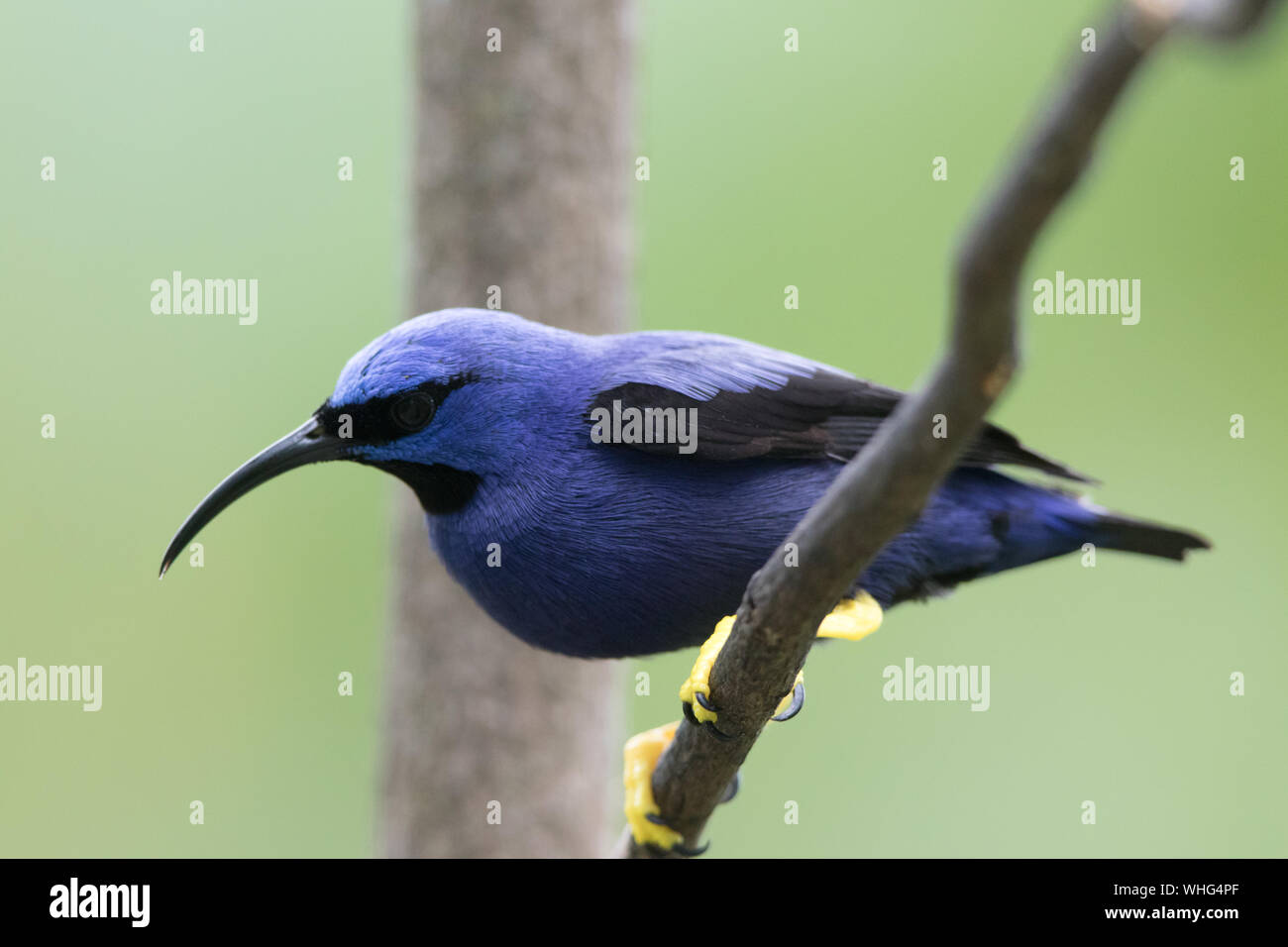 Purple Honeycreeper (Cyanerpes caeruleus) Stock Photo