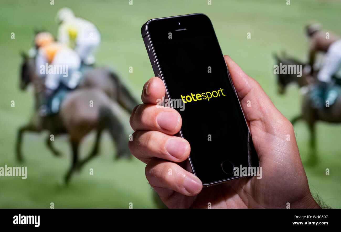 A man looking at the Tote Sport app website whilst watching the horse racing Stock Photo