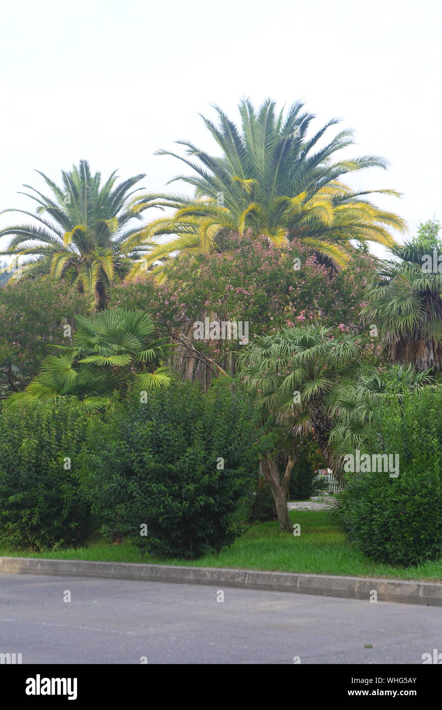 Summer landscape with palm trees Stock Photo - Alamy