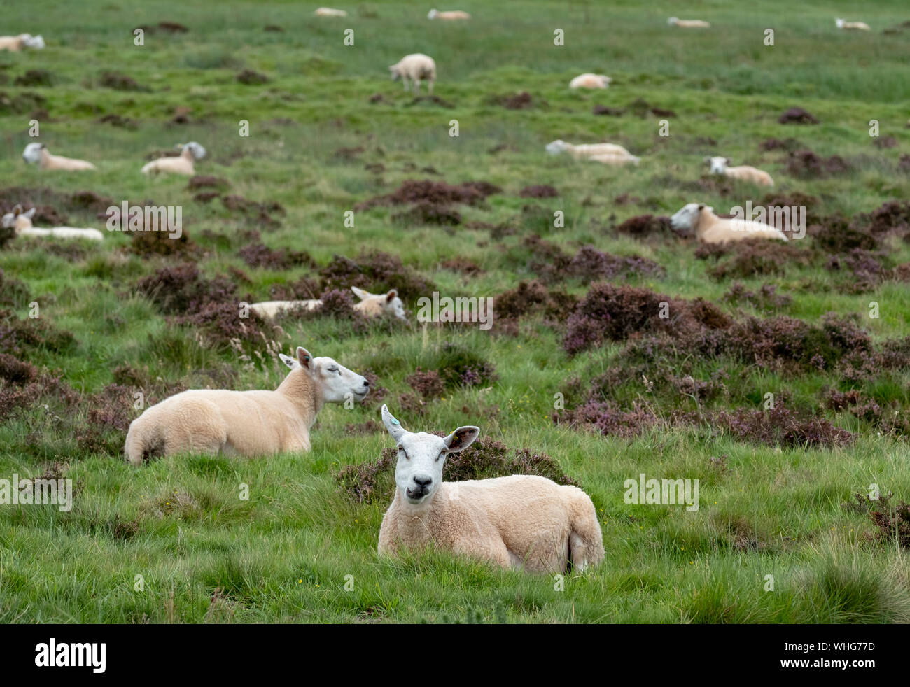 Flock of sheep on rough grazing on hill farm near Duns, Berwickshire, Scotland. Stock Photo