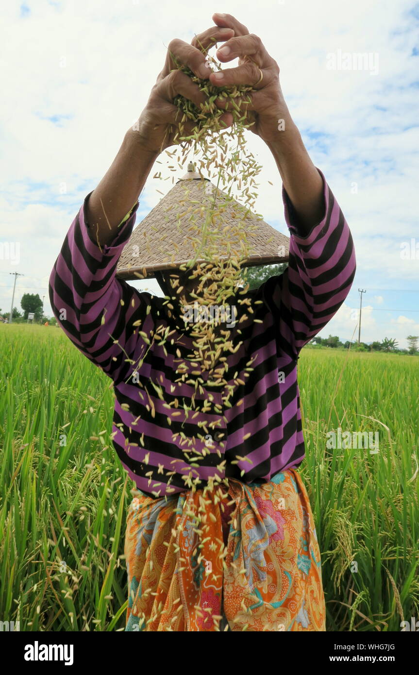 Winnowing grain hires stock photography and images Alamy