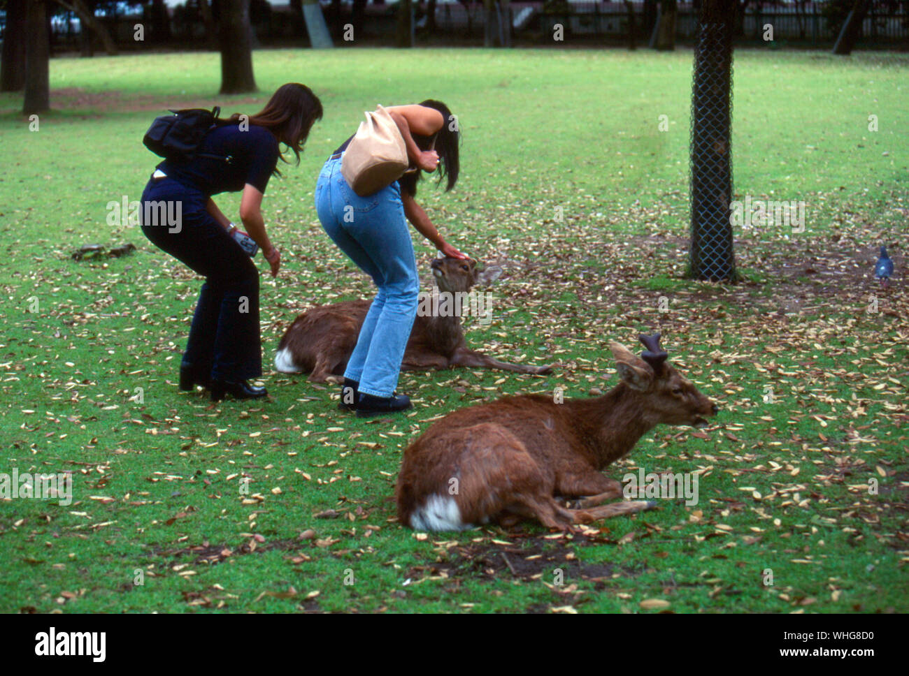 Full Length Of Women Caressing Deer Sitting On Field Stock Photo