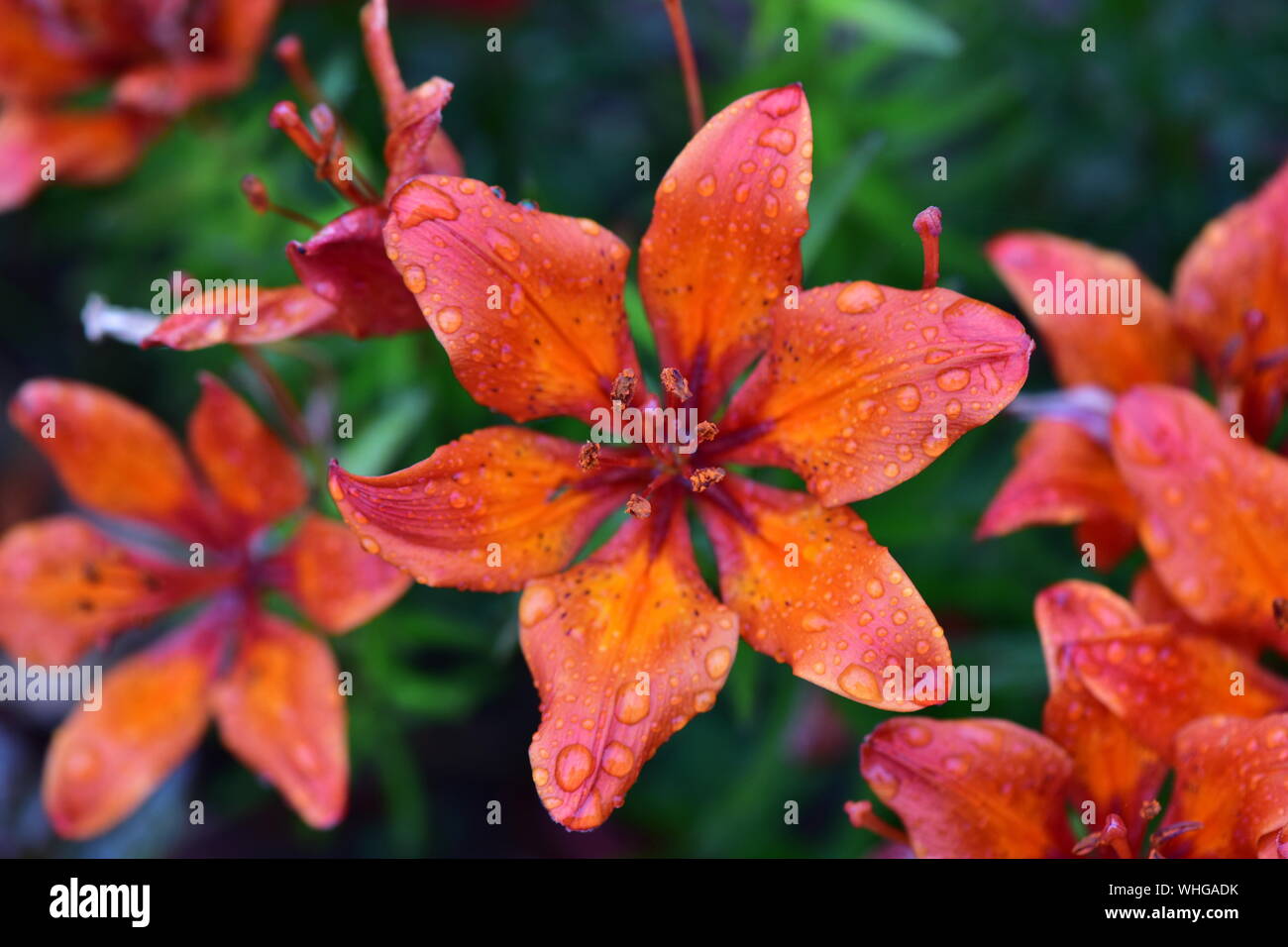 Lily water lily flowers hires stock photography and images Alamy