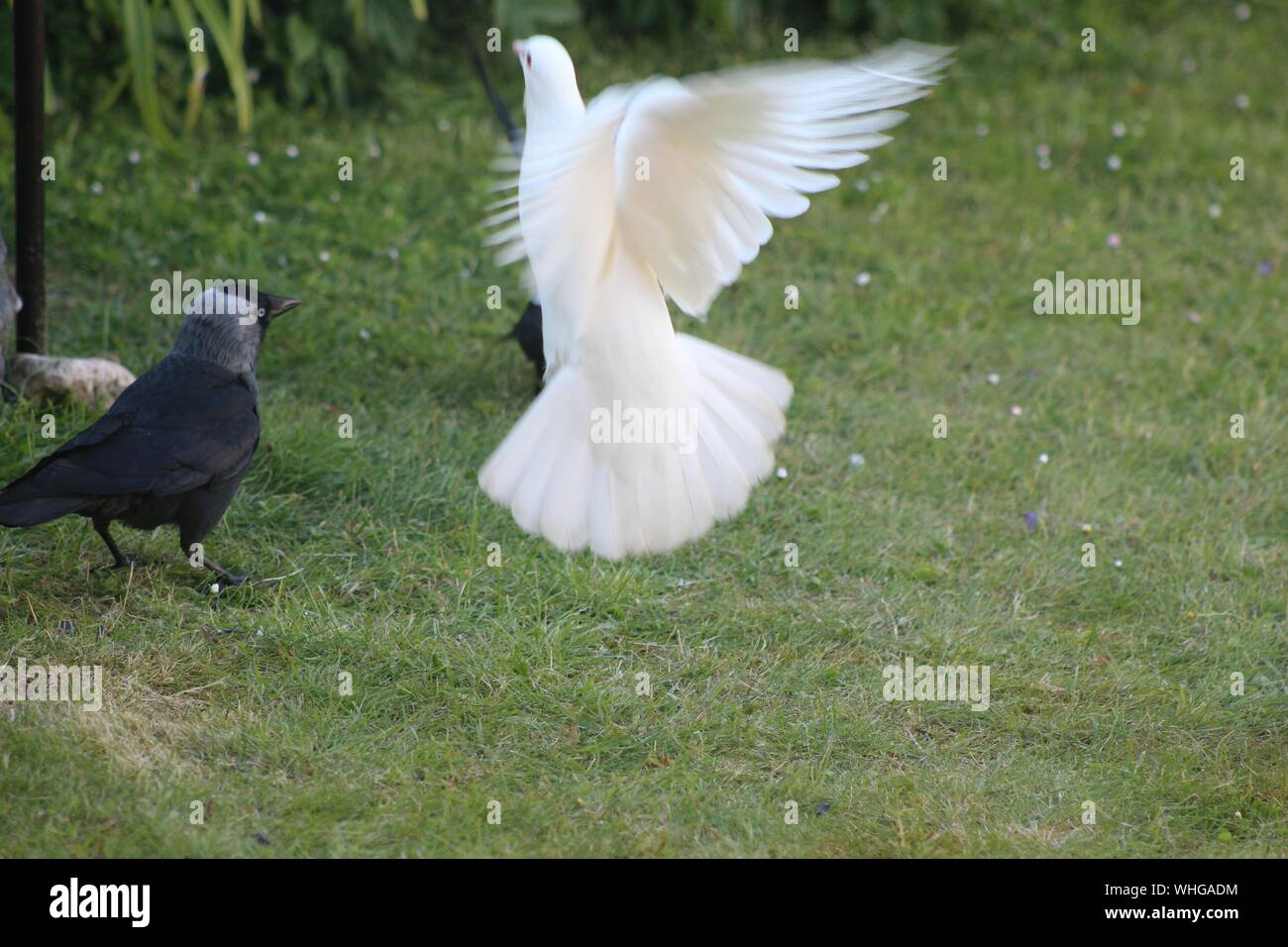White Pigeon Mid Air Against Green Lawn Stock Photo