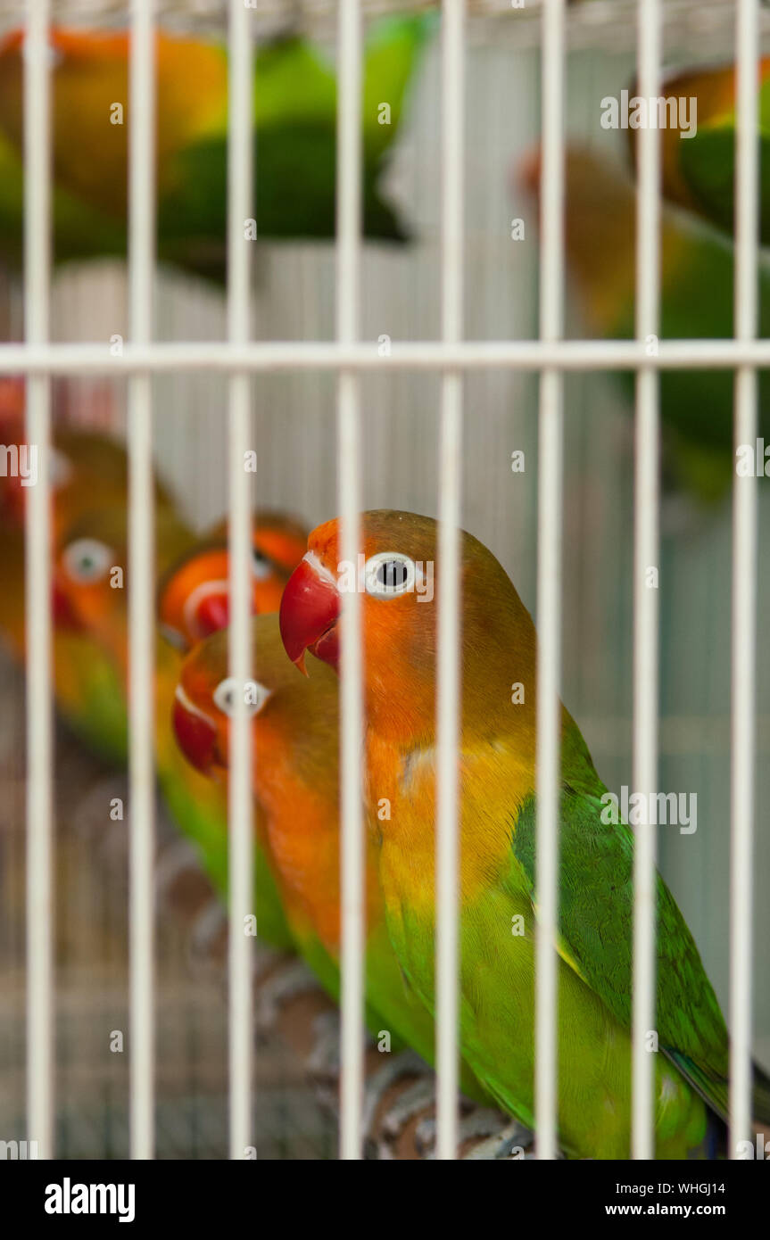 lovebird cages for sale