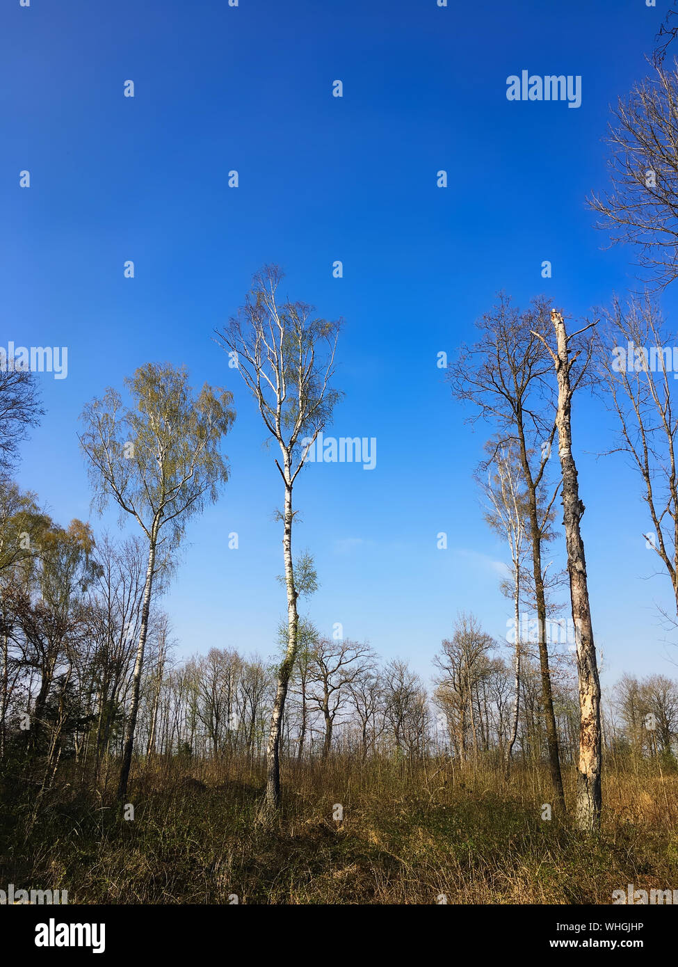 Low Angle View Of Trees Against Clear Blue Sky Stock Photo