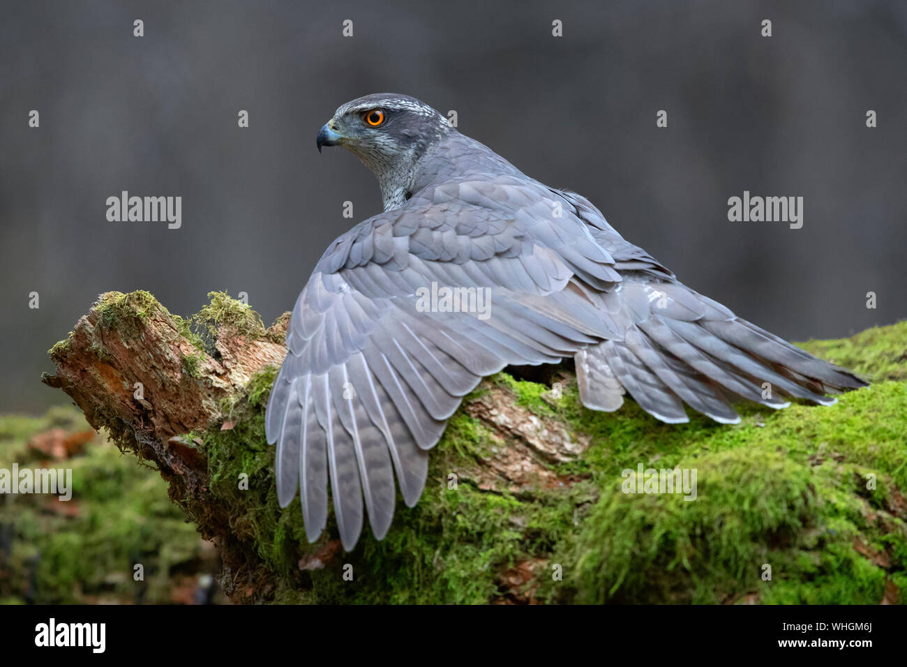 Northern Goshawk (Accipiter gentilis), side view of an adult mantling its prey Stock Photo
