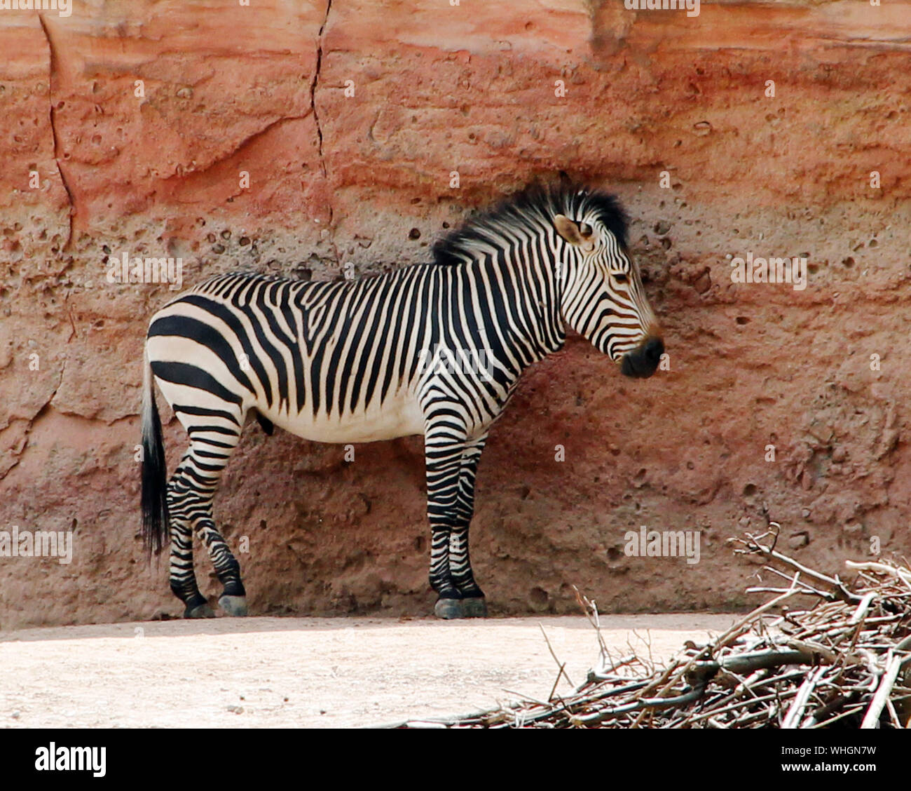 A Grant plains zebra stands in front of a red rock Equus quagga boehmi ...