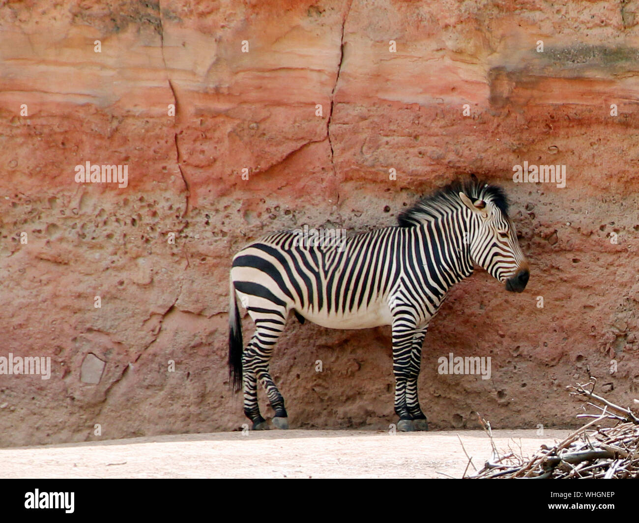 Grant plains zebra on a cliff, Equus quagga boehmi Stock Photo