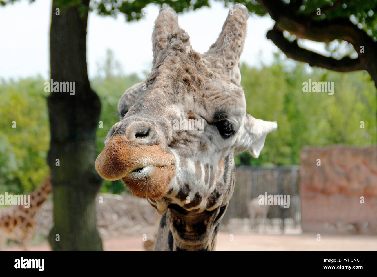 Head of a red-shielded giraffe, Giraffa camelopardalis Rothschild Stock Photo