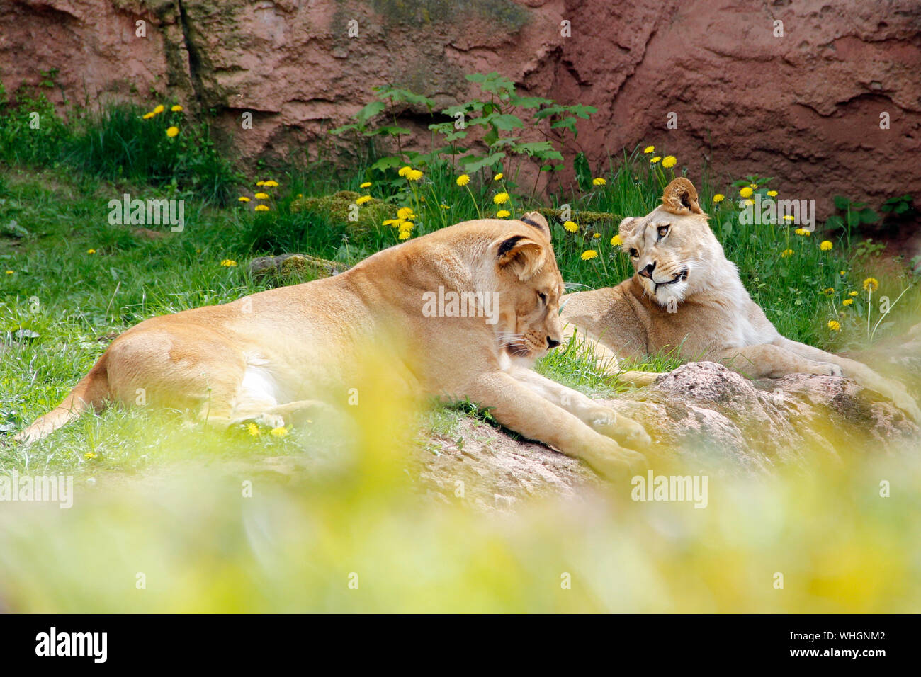 young berber lion Panthera leo leo Stock Photo