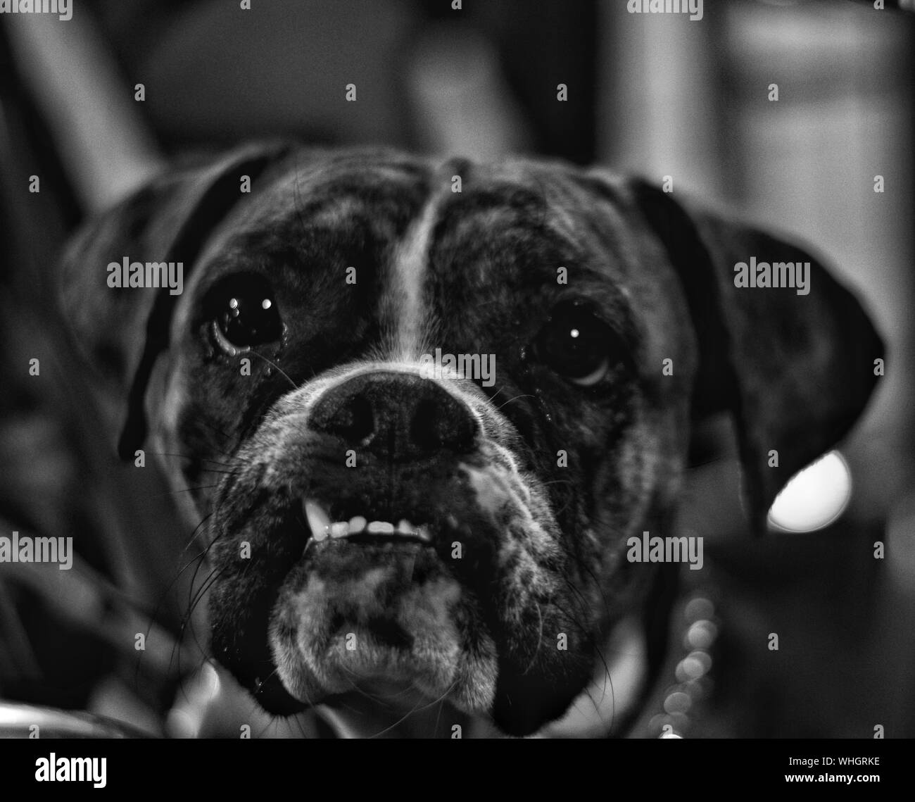 Boxer dog teeth Black and White Stock Photos & Images Alamy