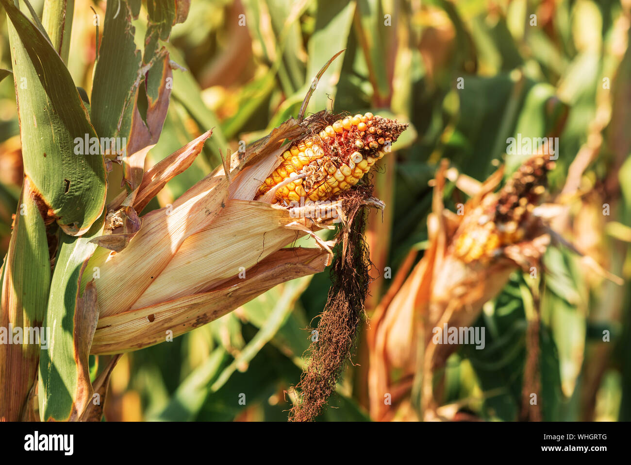 Damaged ear hi-res stock photography and images - Alamy