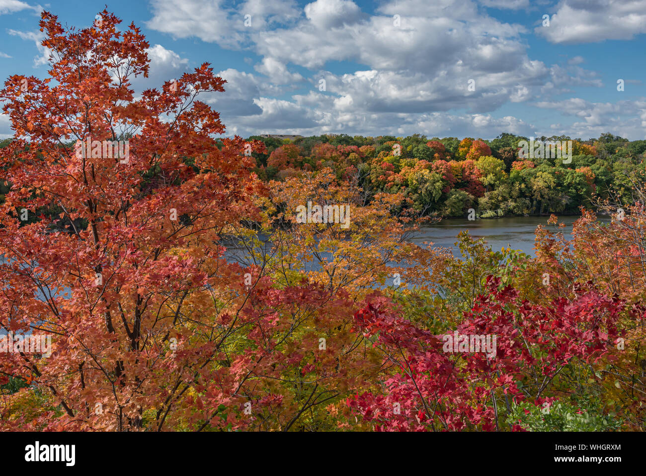 Sunny fall scene of colorful orange, red, yellow, and green trees with blue sky and white clouds above the Mississippi River. Stock Photo