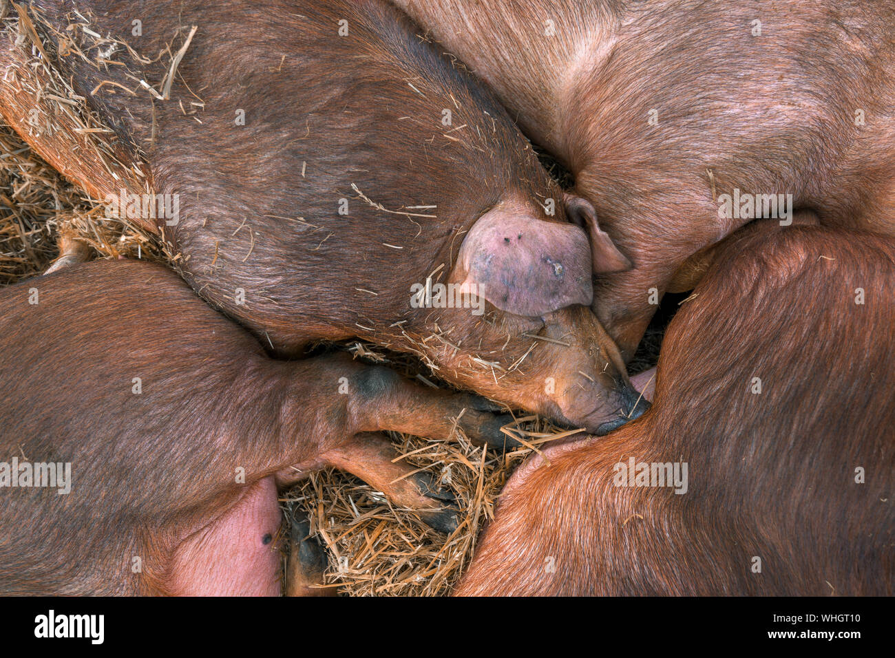 Danish duroc pigs in pen on livestock farm laying down and sleeping. This breed is well known for its excellent meat quality. Stock Photo