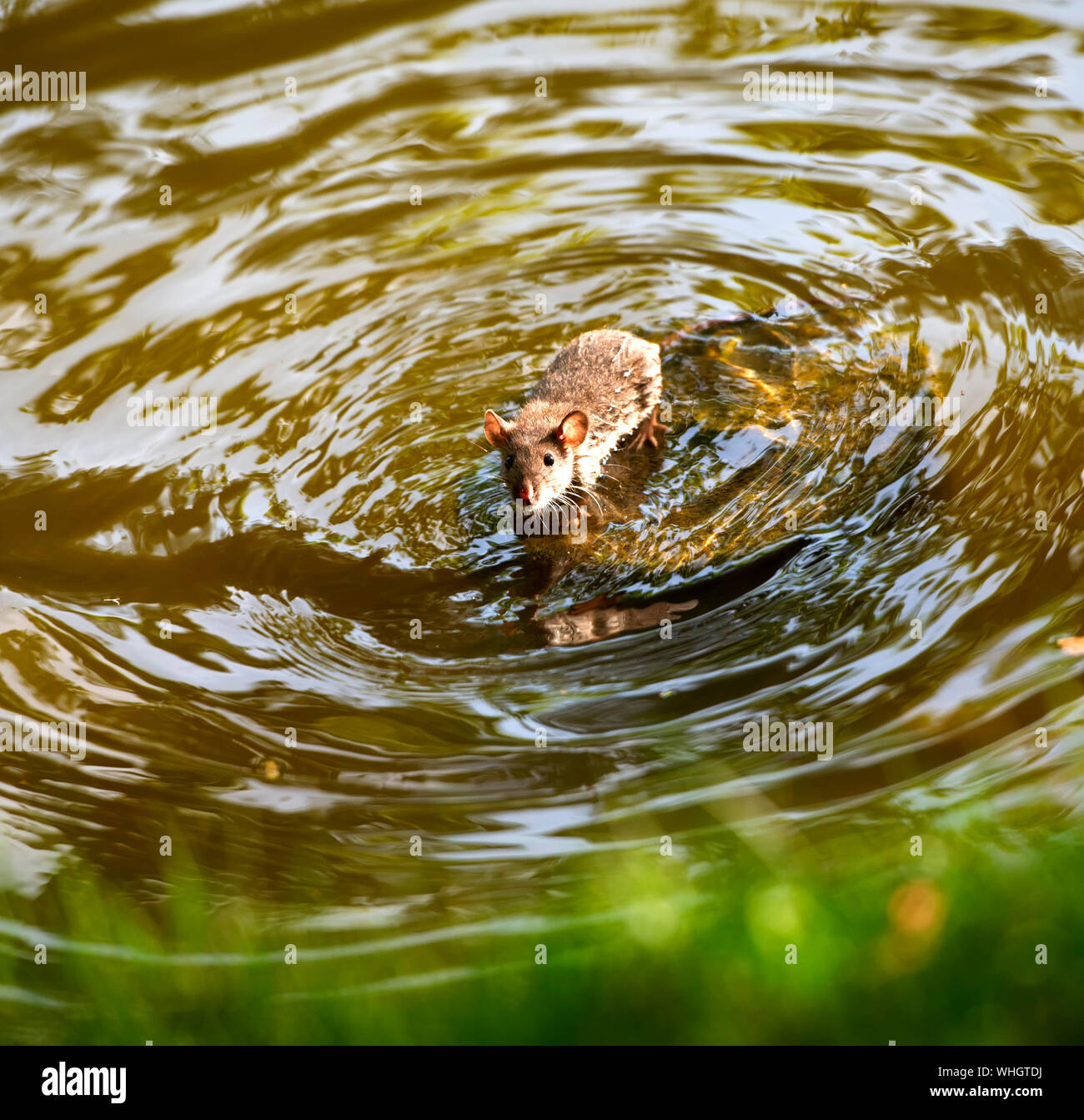 The water rat hires stock photography and images Alamy