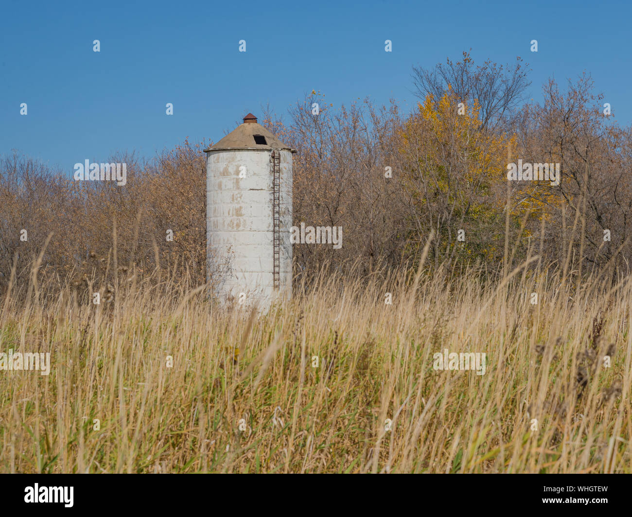 Abandoned, old white silo with ladder in a golden meadow near a woods on a fall day with clear blue sky. Stock Photo