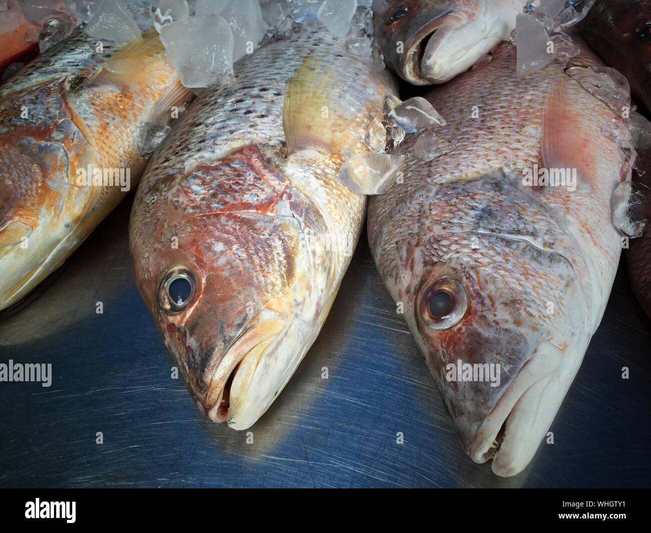 Close-up Of Fish Food Stock Photo